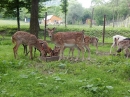 Zdjęcie 12 - Gospodarstwo rolno - rybackie i turystyczne NAD POTOKIEM - Rybotycze - podkarpackie